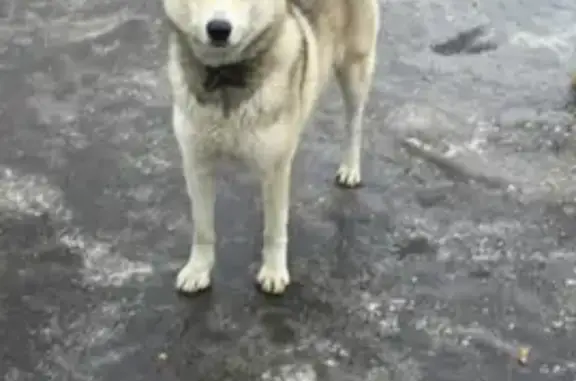 Пропала собака Локи в Щербинке, нужна помощь