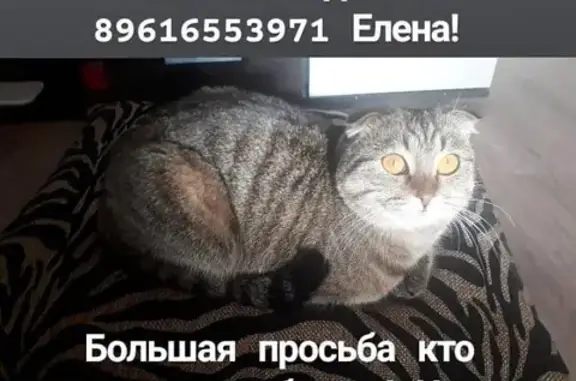 Пропала кошка в Астрахани, адрес: Свободный, 13/65.