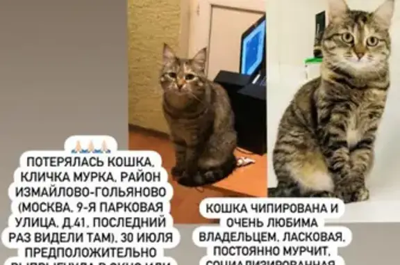 Пропала кошка на 9-й Парковой, Москва (41а)