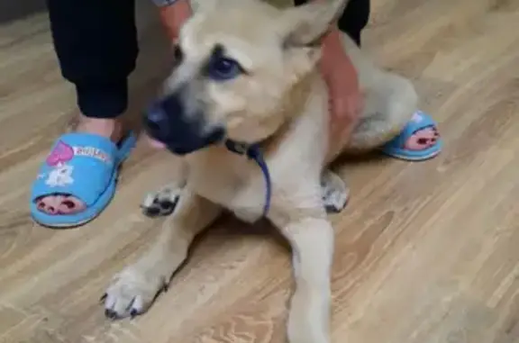 Собака найдена в Нагорном сельском поселении, Владимирская область