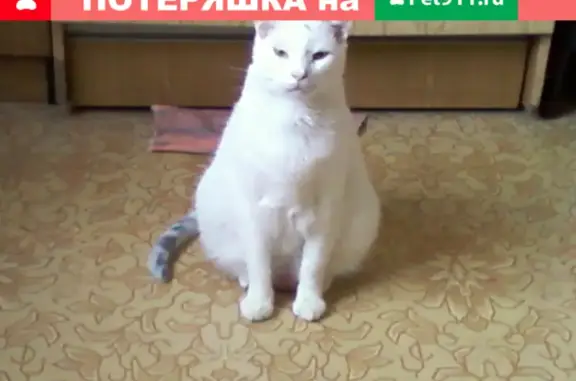 Пропал кот Дей в СНТ 