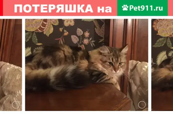 Пропала кошка в Салтыковке, Балашиха.