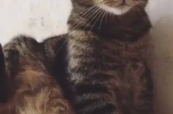 Кошки потеряшки, Санкт-Петербург, фото: Потеряшка кошка на улице Академика Лебедева, 20