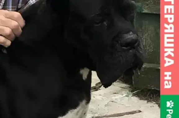 Собака найдена на улице Огорхоз в Ивантеевке