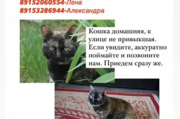 Пропала кошка на улице Горка, Домодедово