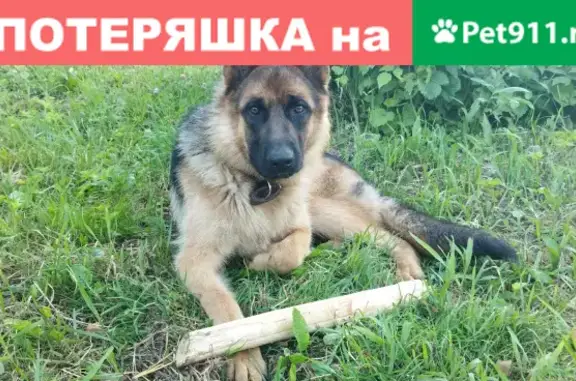 Пропала собака на Костромской улице