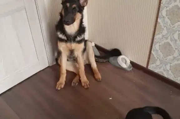 Объявления о пропавших и найденных животных, Первоуральск, фото: Пропала собака на Ельничном поселке