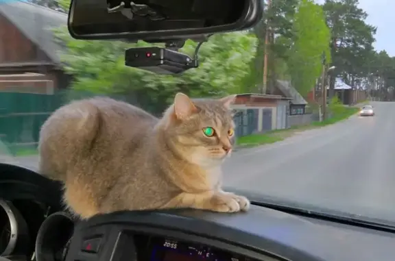 Объявления о пропавших и найденных животных, Томск, фото: Пропала кошка Серый на ул. Сплавной 2/77 в Томске