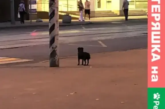 Пропала собака на Шаболовской, ищет хозяина