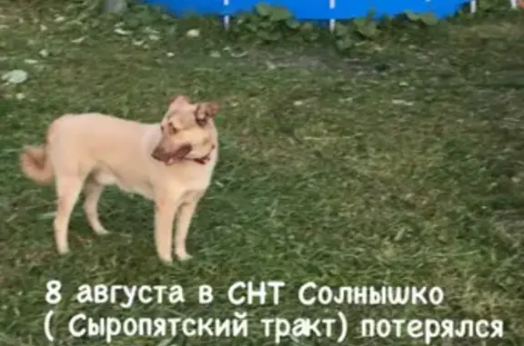 Собаки потеряшки, Красноярка, фото: Потеряшка кобель Балу в Омске, СНТ СОЛНЫШКО, 1-я кожевенная улица, колос-2.