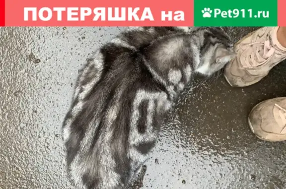 Кошка на ул. Днепропетровская, Чертаново Центральное