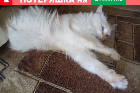 Пропала кошка на ул. 50 лет Октября в г. Боброве