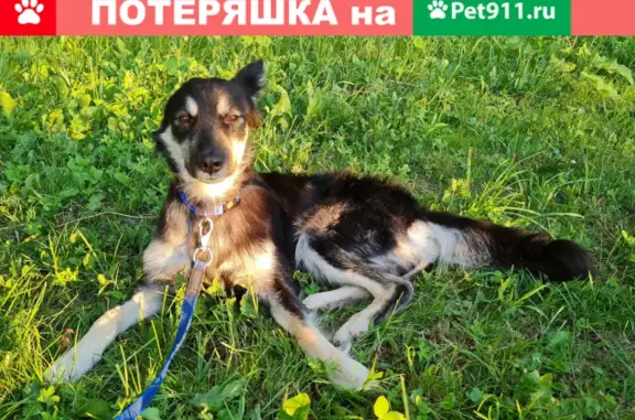 Пропала собака Симба в Болохово, Тульская область
