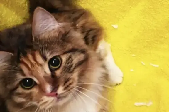 Кошки потеряшки, Большие Кириллы, фото: Потеряшка кошка на ул. Красная Горка, д. Кириллы