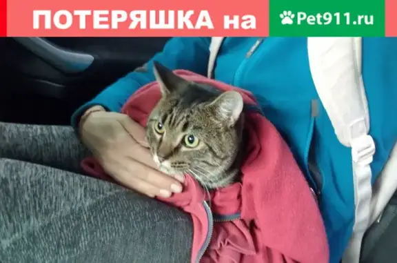 Пропала кошка Василий, адрес: Стартап Кафе, 67, проспект Ленина, Мурманск.