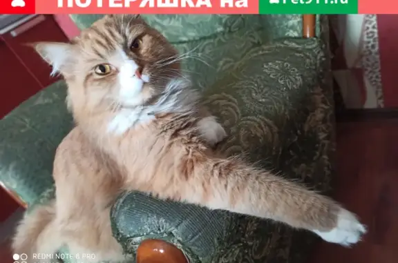 Объявления о пропавших и найденных животных, Ханты-Мансийск, фото: Пропала кошка на Объездной, дом 10, вознаграждение 10.