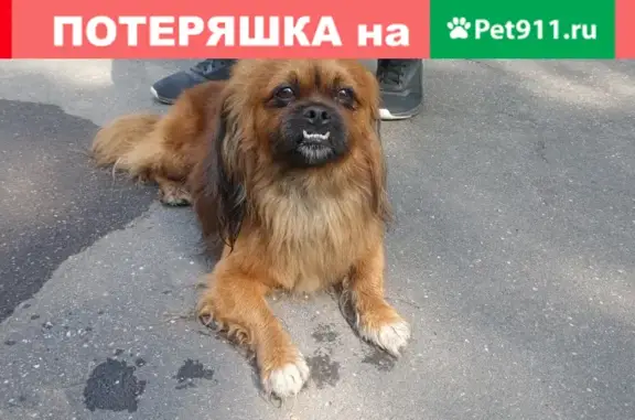 Собака Пекинес найдена в Черёмушках, ул. Большая Черёмушкинская, 23