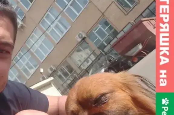 Найдена собака на Большой Черёмушкинской улице
