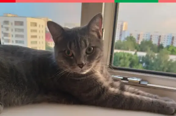 Потерянные животные Уфа, фото: Пропала кошка на улице Пушкина, Уфа