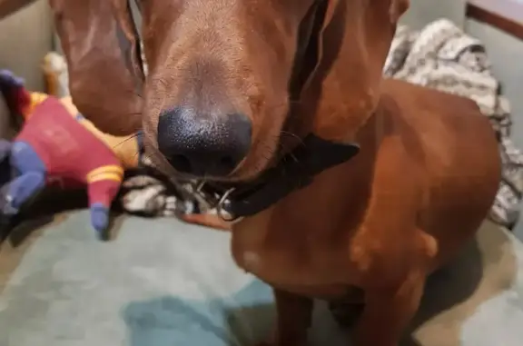 Собаки потеряшки, Калининград, фото: Потеряшка рыжая такса в районе СНТ Дельфин, Калининградское шоссе