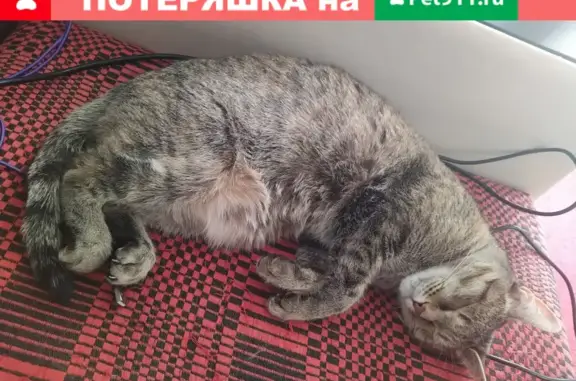 Кошки потеряшки, Минское, фото: Потеряшка кошка Маруся в СНТ 