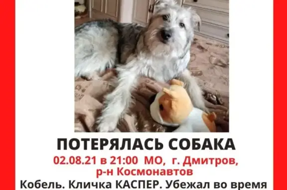 Собаки потеряшки, Дмитров, фото: Потеряшка собака Каспер в Дмитрове, ул. Космонавтов