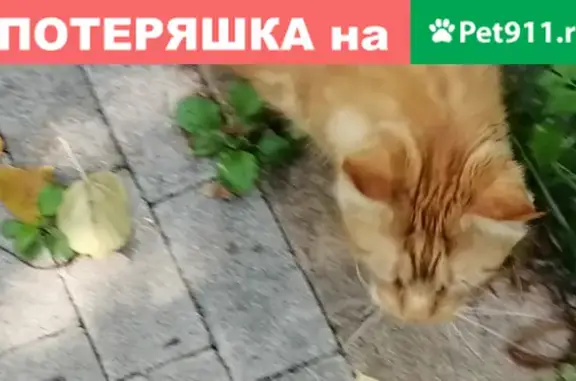 Найдена кошка на улице Куусинена в Москве