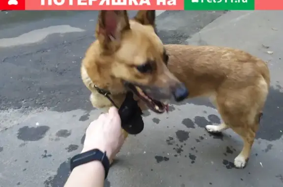 Собака найдена у метро 