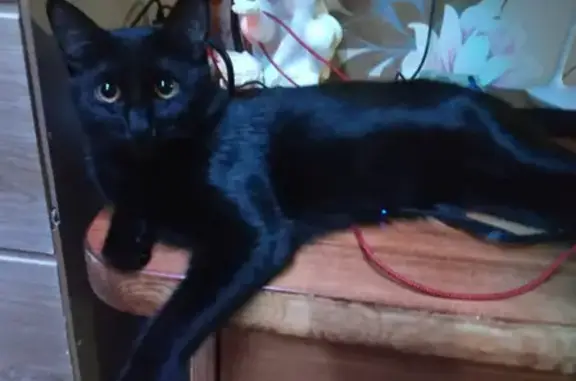 Потерянные животные Краснодар, фото: Пропала кошка в Краснодаре, ул. Селезнёва 78