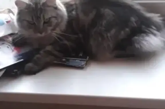 Кошки потеряшки, Тула, фото: Потеряшка кошка на ул. Кирова 166 в Туле