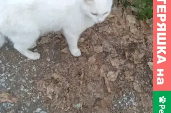 Найдена кошка на Металлург 32 в Ижевске
