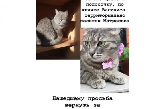 Пропала кошка на улице Мира, Солнечногорск