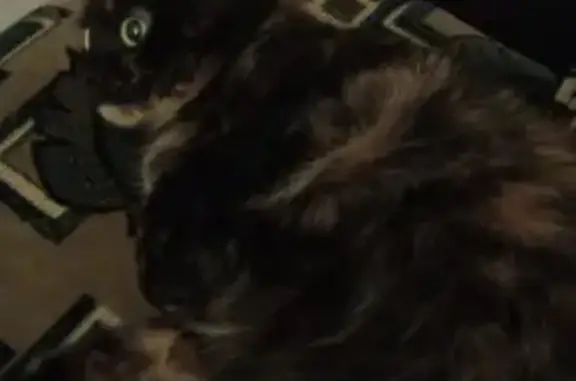 Кошки потеряшки, Казань, фото: Потеряшка кошка Уся в жк «Родина», ул. Родины 24А, Казань.