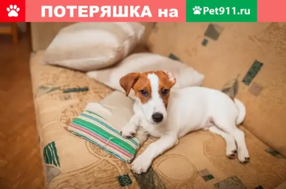 Пропал щенок джек-рассел-терьера в Сырском сельсовете