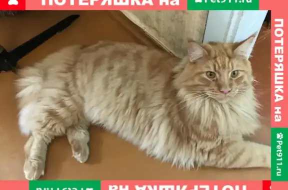 Пропала кошка на Московской улице 21, Балашиха