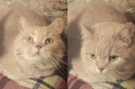 Кошки потеряшки, Косьмово, фото: Потеряшка кошка Кузя в деревне Косьмово, Можайская область