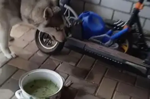 Собаки потеряшки, Усть-Лабинск, фото: Потеряшка сибирская хаски на ул. Горького в Усть-Лабинске