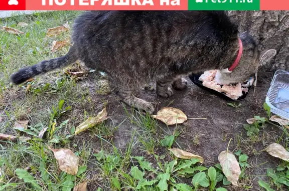 Найдена кошка на улице Профсоюзная, рядом с метро Академическая