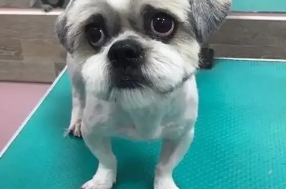 Собаки потеряшки, Липецк, фото: Потеряшка собака в Липецке, вознаграждение гарантировано!