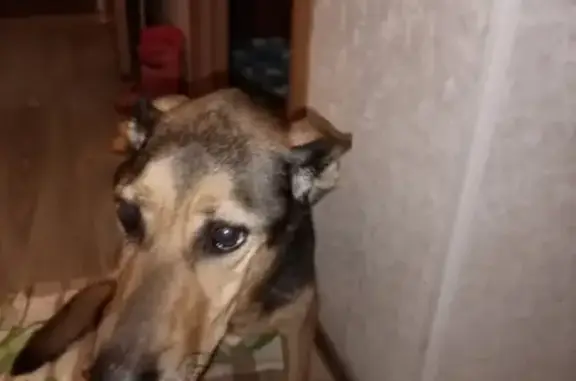 Найдена крупная собака на улице Фучика