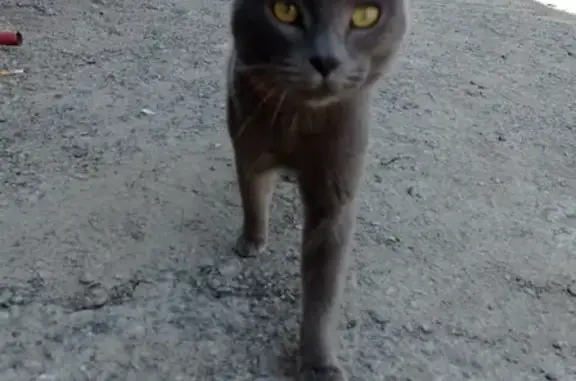 Найдена кошка на Сухарной, Заельцовский район
