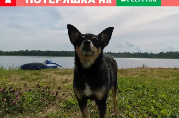 Пропала собака Моня в Канске, вознаграждение гарантировано!