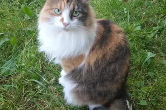 Кошки потеряшки, Кудрино, фото: Потеряшка трехцветная кошка в СНТ Клинский луг, дер. Кудрино, Хотьково.
