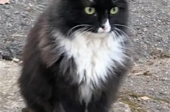 Найдена пушистая кошка на улице Мубарякова