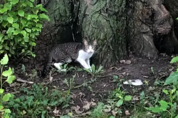 Найдена кошка на Обуховской обороне 13