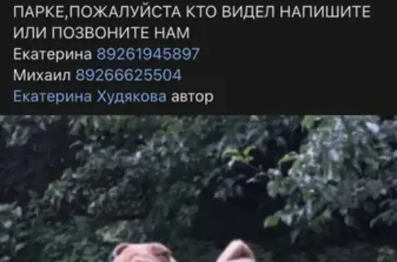 Собаки потеряшки, Москва, фото: Потеряшка собака Шарпей в Коломенском парке