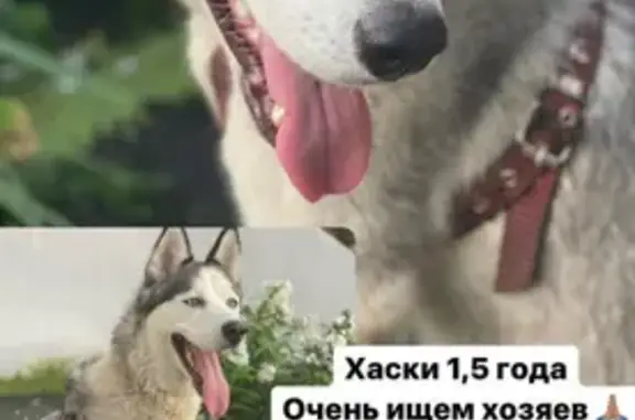 Найдена собака породы Сибирская хаски в ЦНТИ, Пензенская область