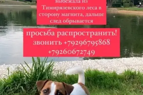 Пропала собака на Тимирязевской академии, вознаграждение 30 000!