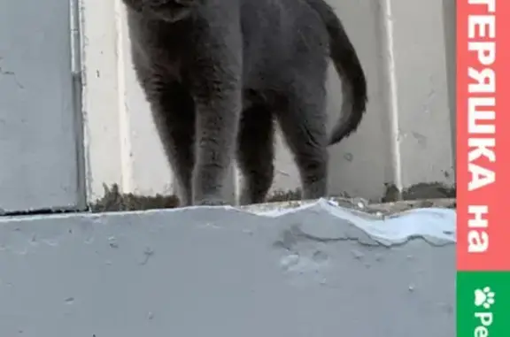 Найден домашний кот на ул. Москворечье, д. 4, корп. 5