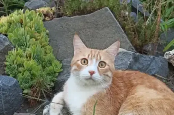 Кошки потеряшки, Ростов-на-Дону, фото: Потеряшка кошка Фокс, адрес: 60А, 34-я линия, Нахичевань, Ростов-на-Дону